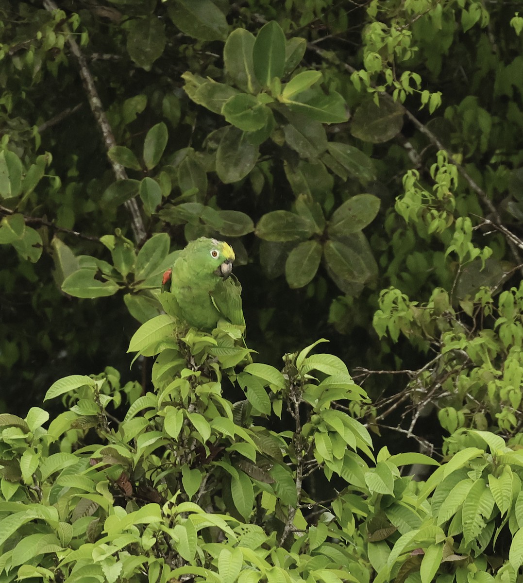 Yellow-crowned Parrot - ML621007904