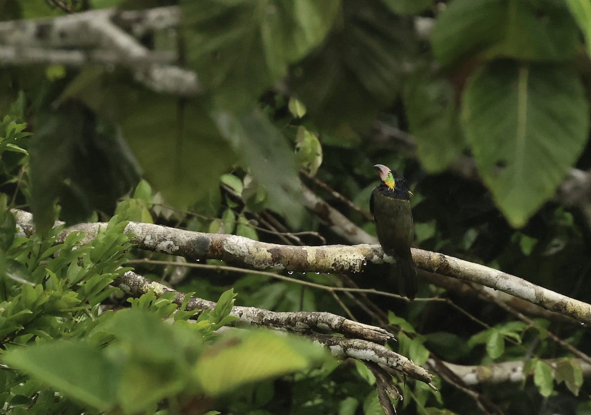 Golden-collared Toucanet (Red-billed) - ML621007920