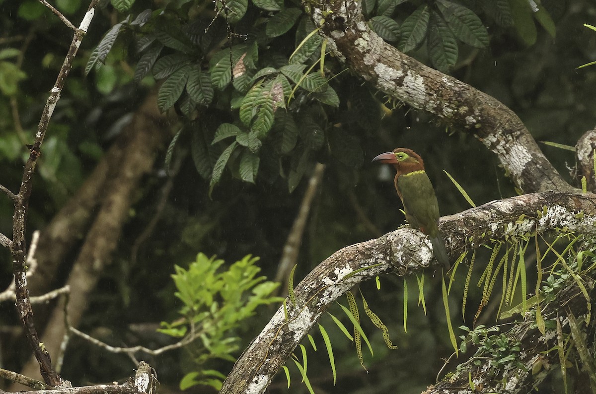 Golden-collared Toucanet (Red-billed) - ML621007921