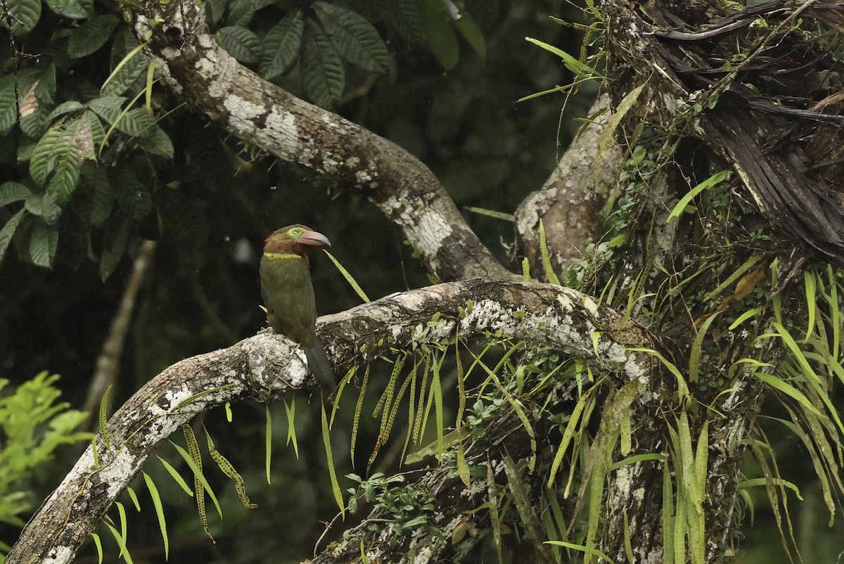 Golden-collared Toucanet (Red-billed) - ML621007922