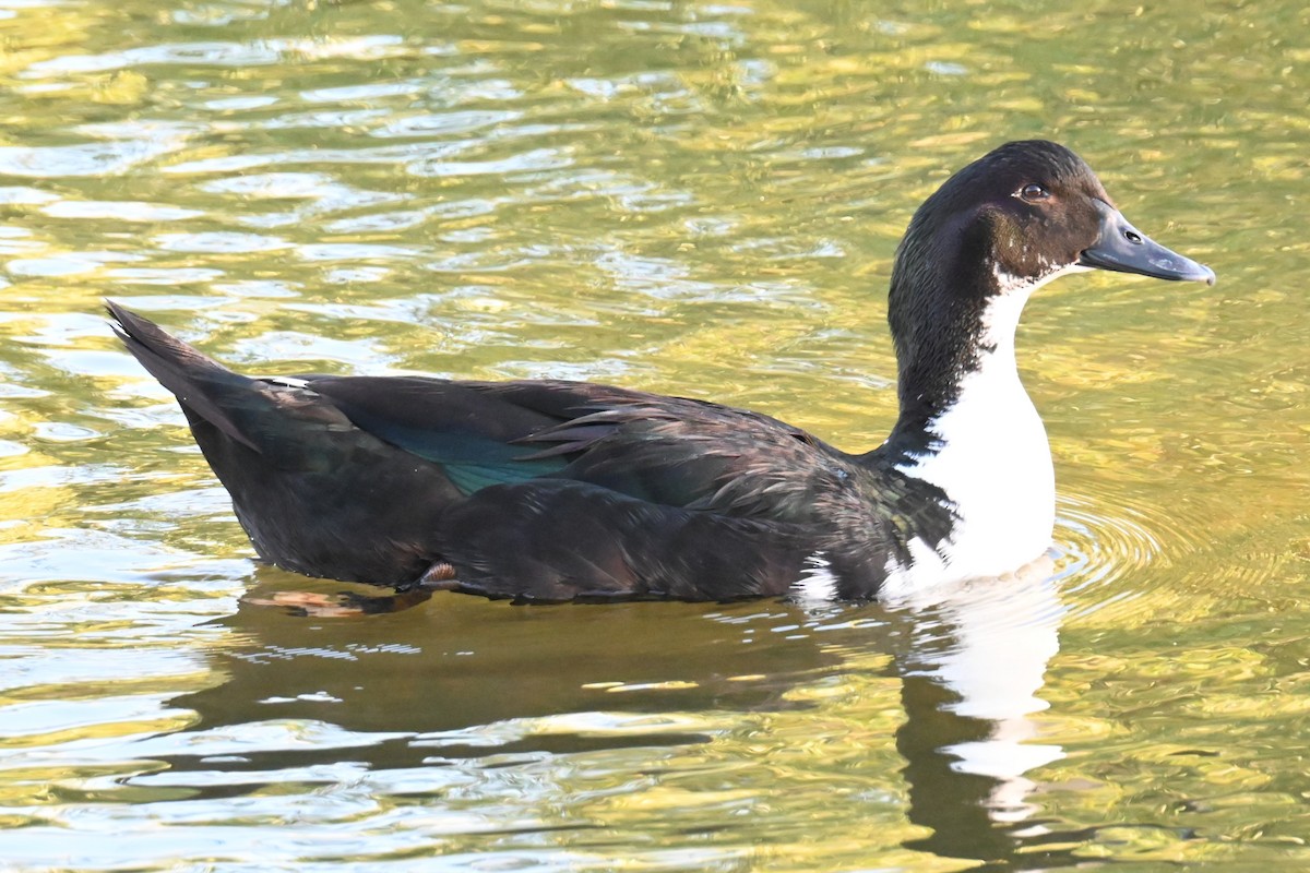Muscovy Duck (Domestic type) - ML621007923