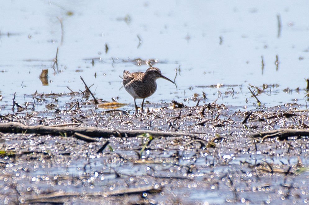 Pectoral Sandpiper - ML621007937