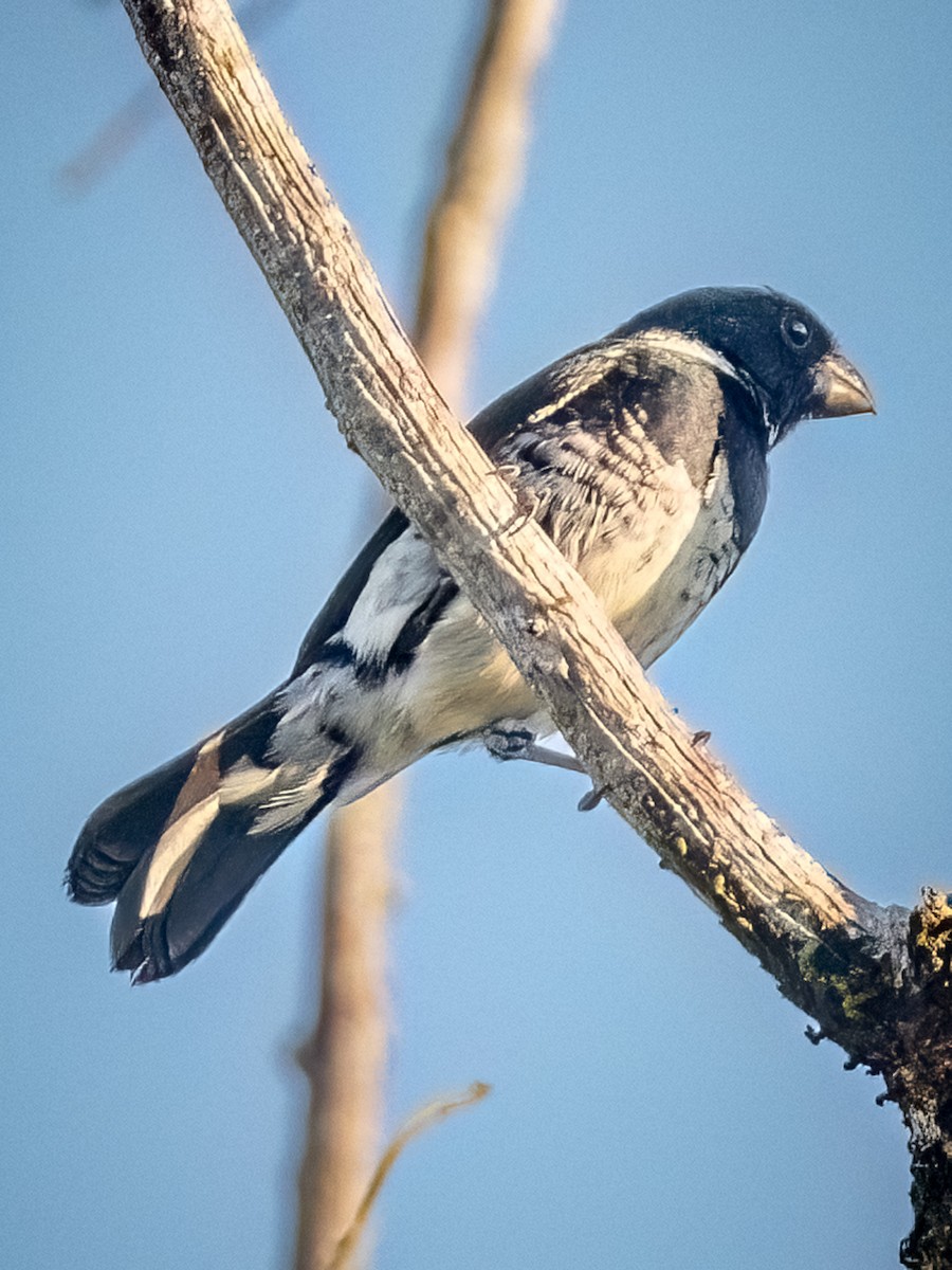 Variable Seedeater - ML621007994