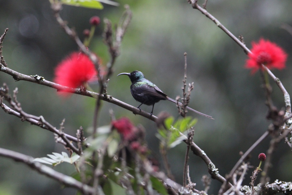 Bronze Sunbird - ML621008027