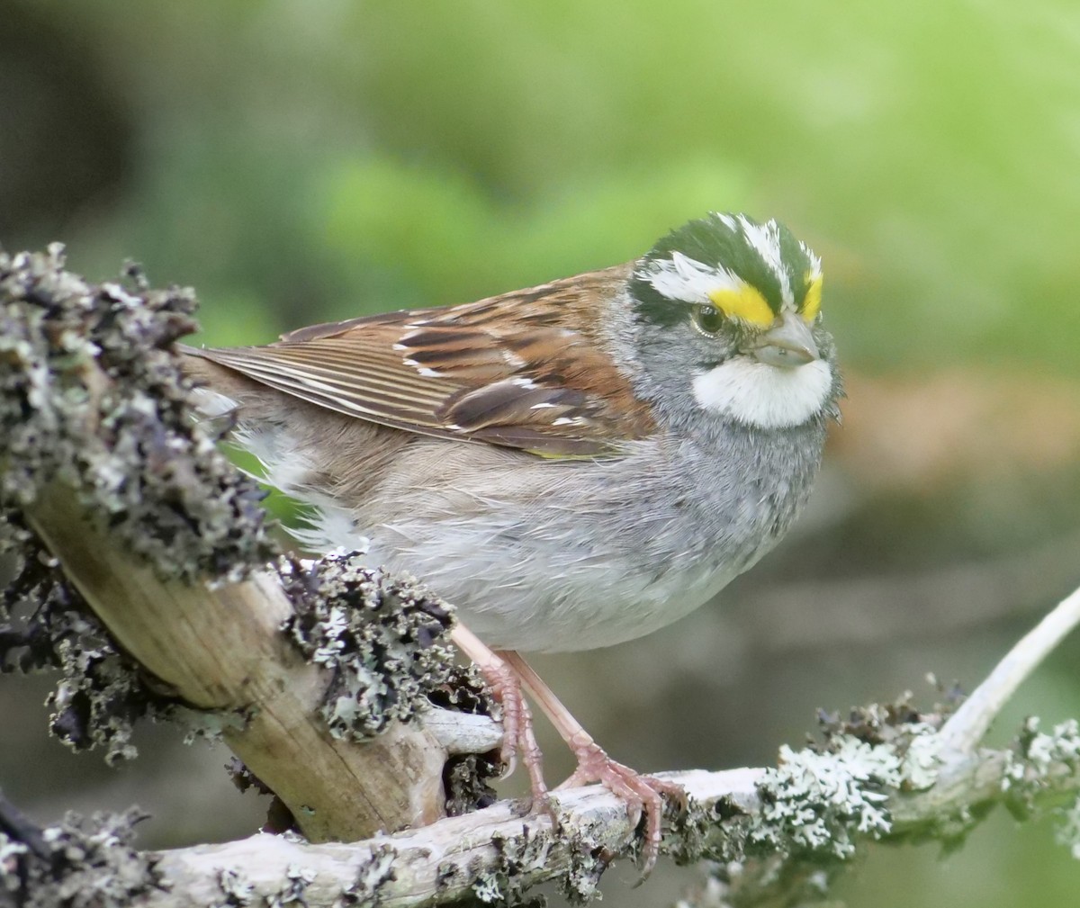 White-throated Sparrow - ML621008036