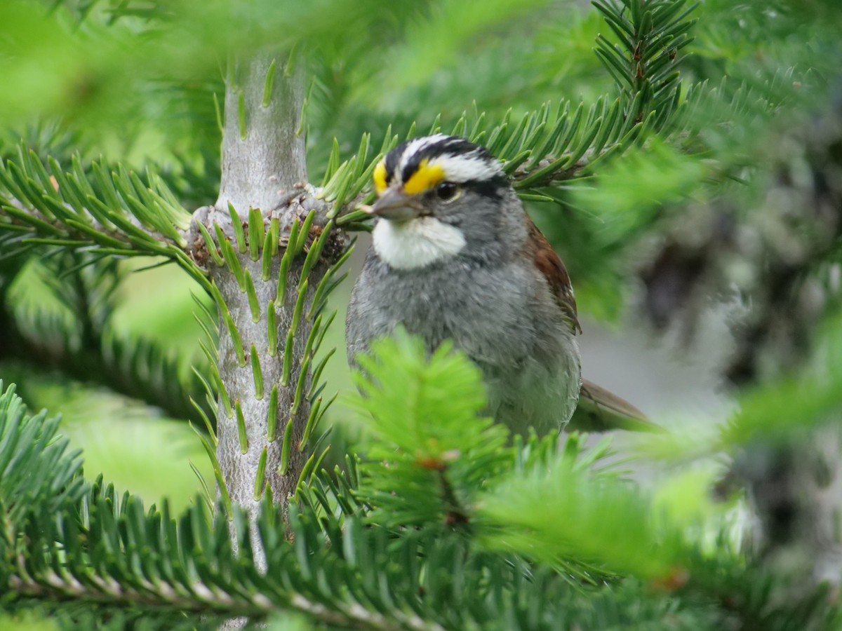 White-throated Sparrow - ML621008049
