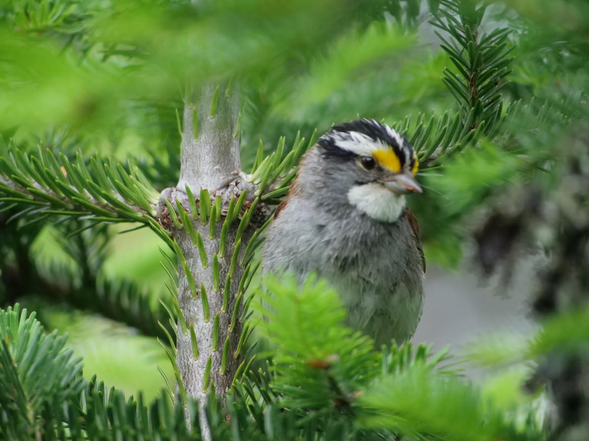 White-throated Sparrow - ML621008064
