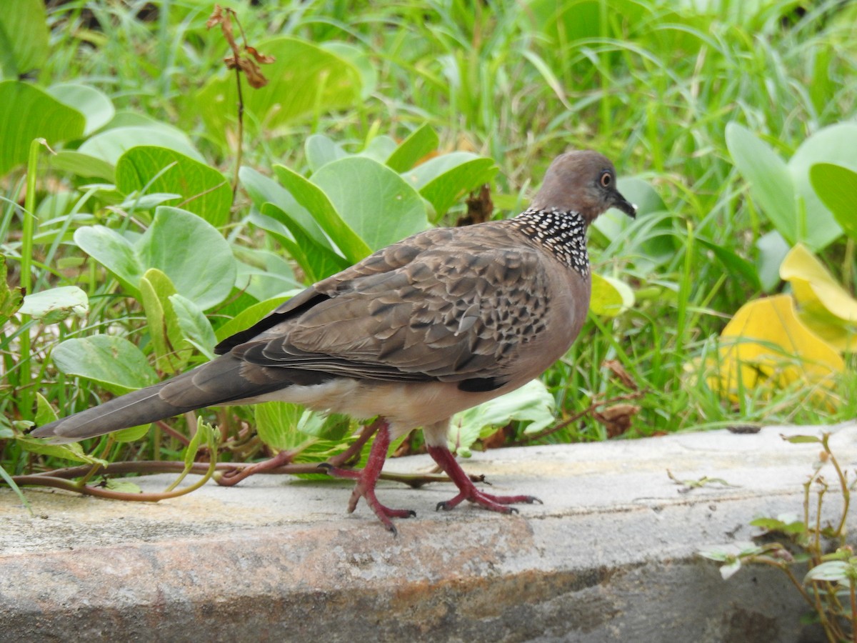 Spotted Dove - ML621008065