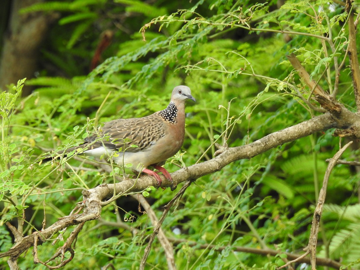 Spotted Dove - ML621008066
