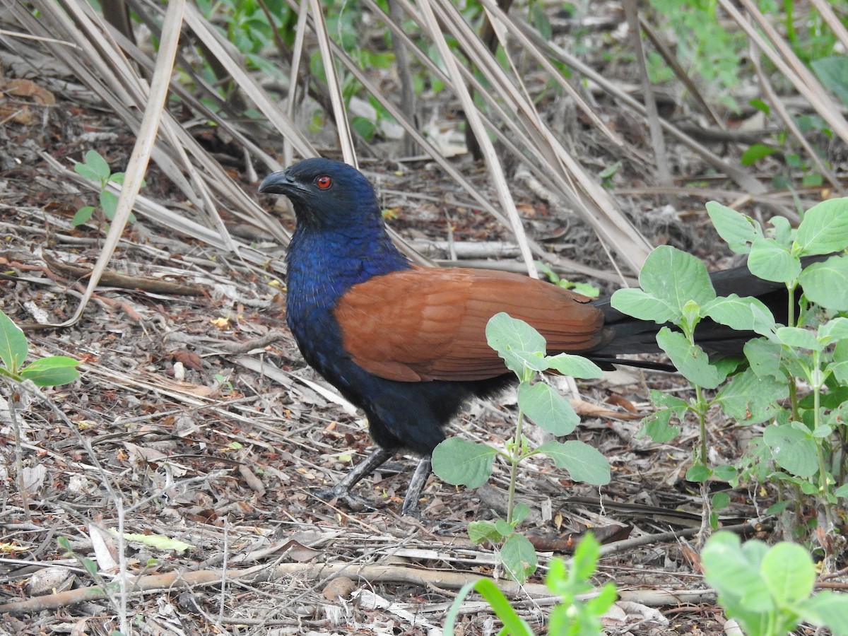 Greater Coucal - ML621008078