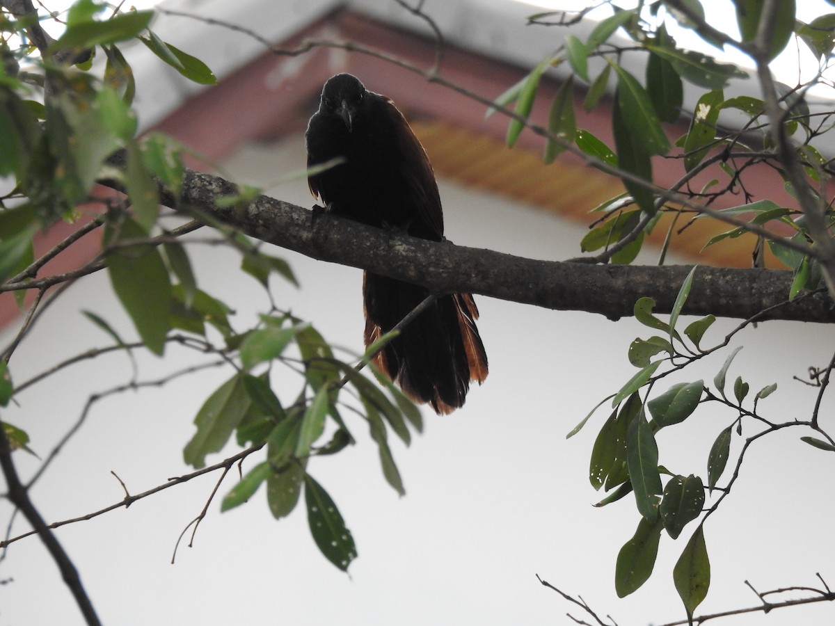 Greater Coucal - ML621008086