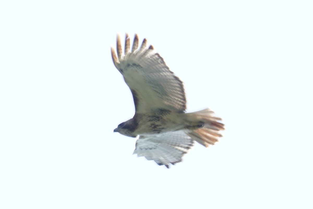 Red-tailed Hawk (borealis) - ML621008097