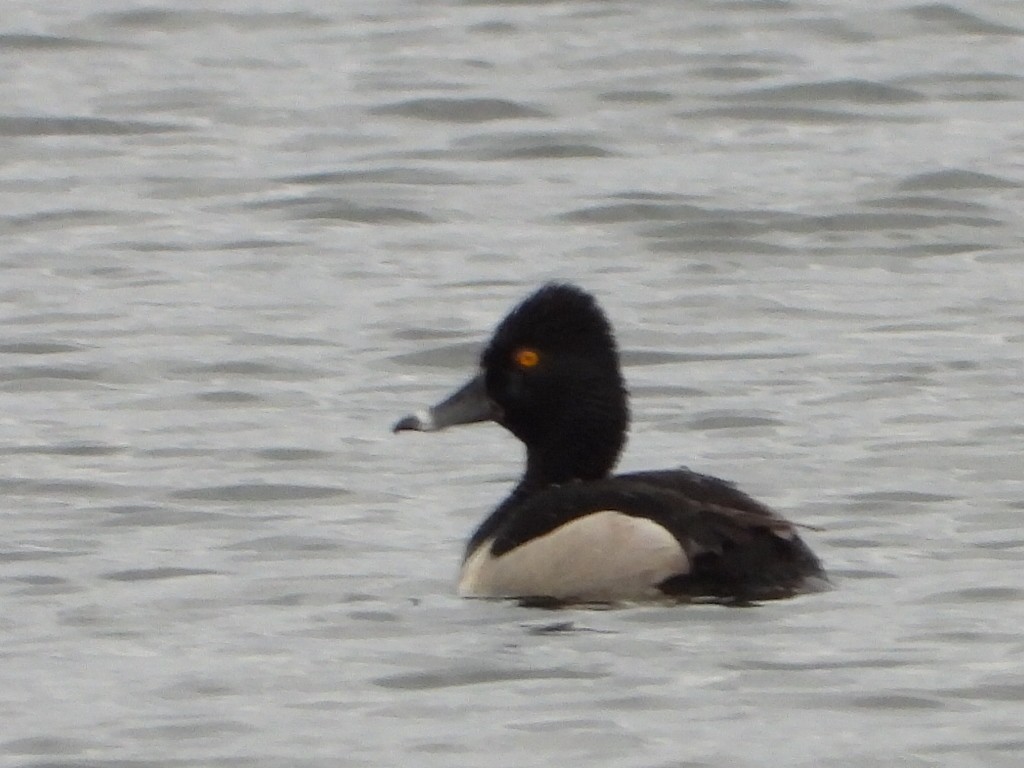 Ring-necked Duck - ML621008106