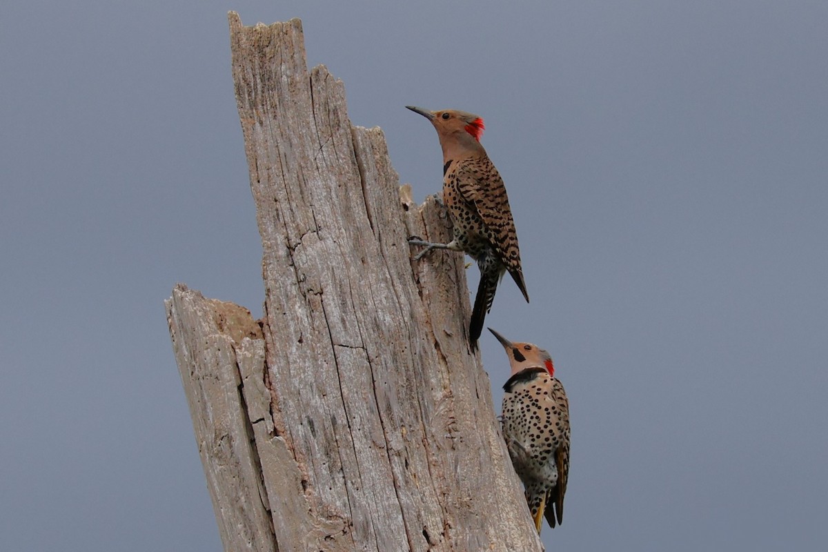 Northern Flicker - ML621008108