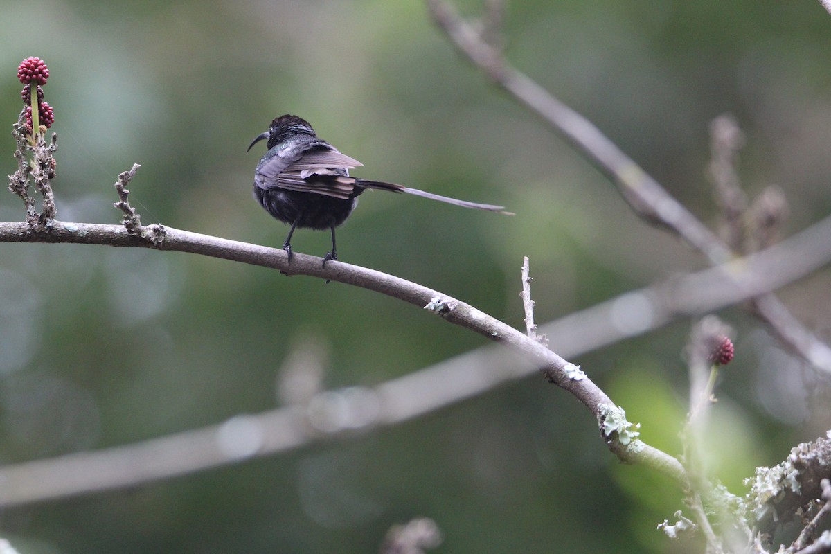 Bronze Sunbird - ML621008125