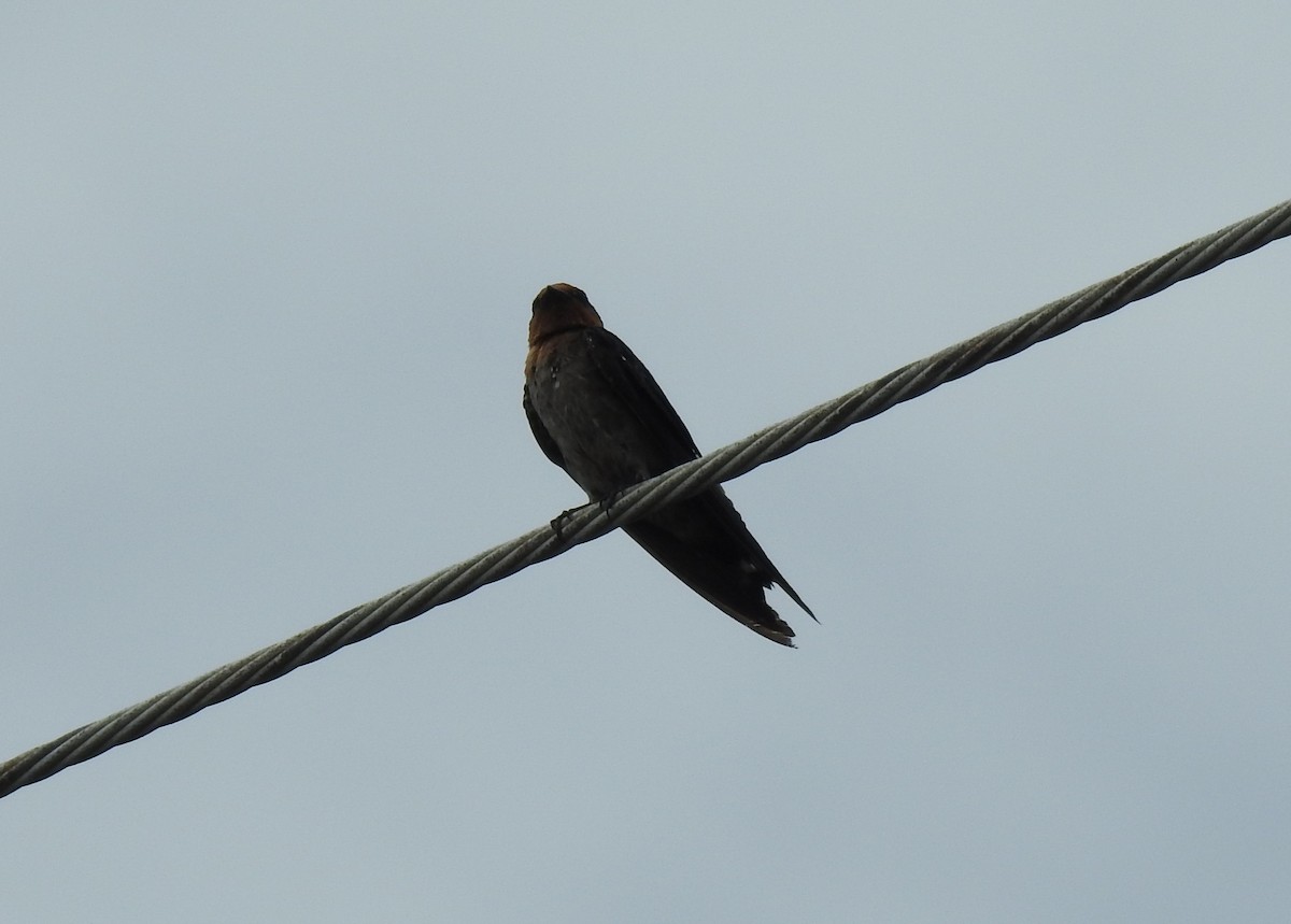 Pacific Swallow - ML621008157