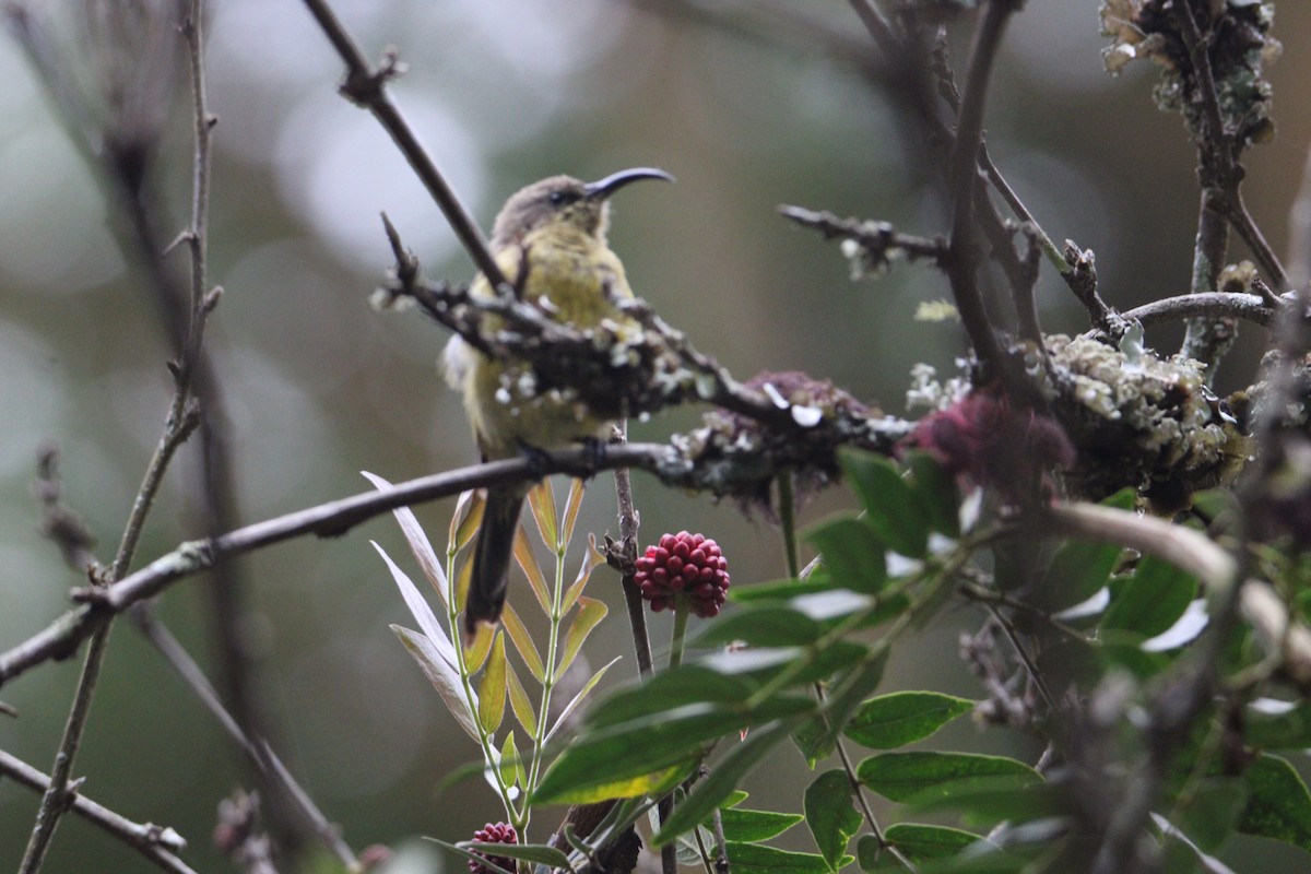 Bronze Sunbird - ML621008171