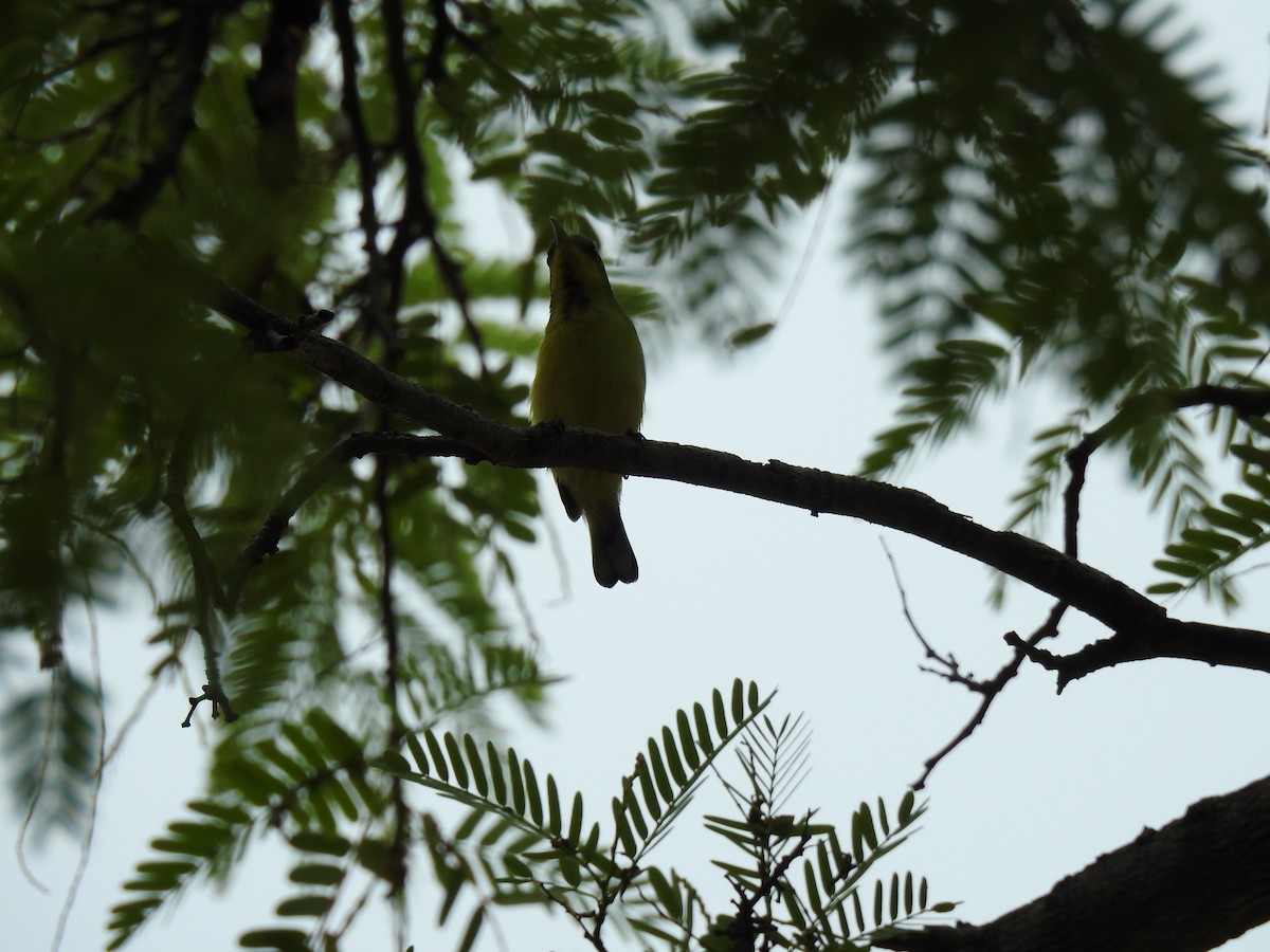 Ornate Sunbird - Ana Paula Alminhana Maciel