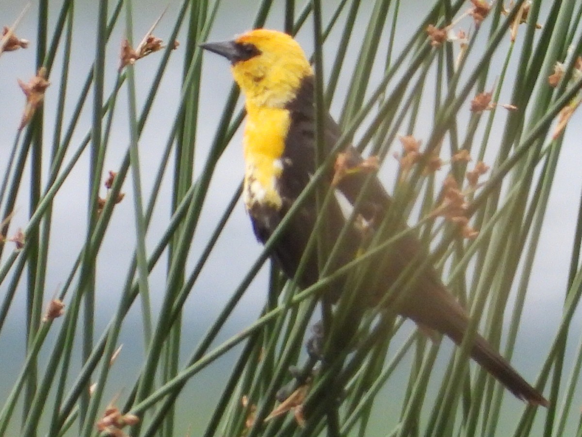 Yellow-headed Blackbird - ML621008218