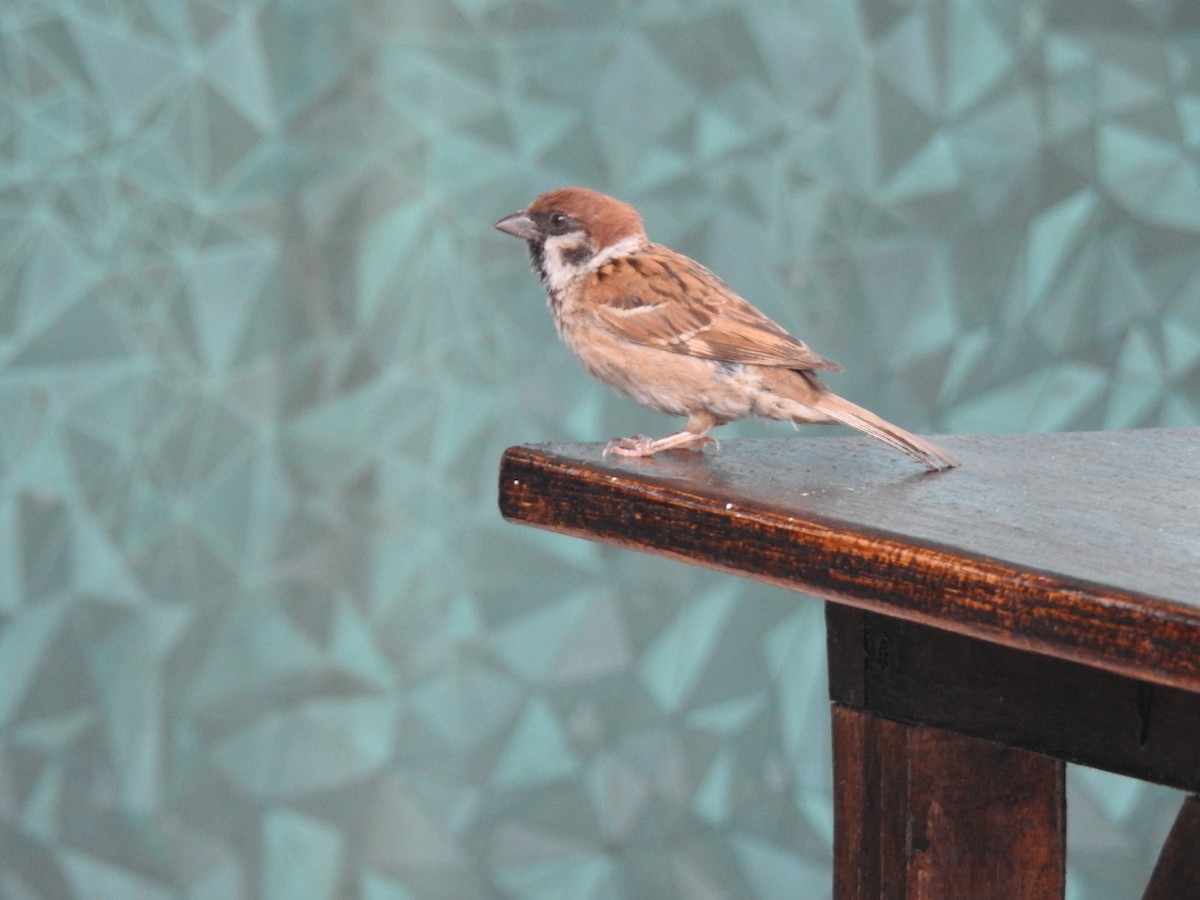 Eurasian Tree Sparrow - Ana Paula Alminhana Maciel