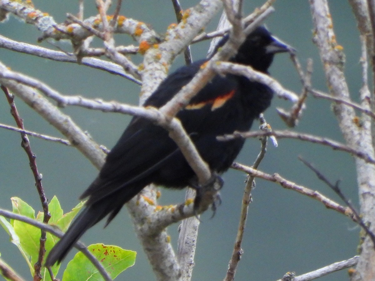 Red-winged Blackbird - ML621008251