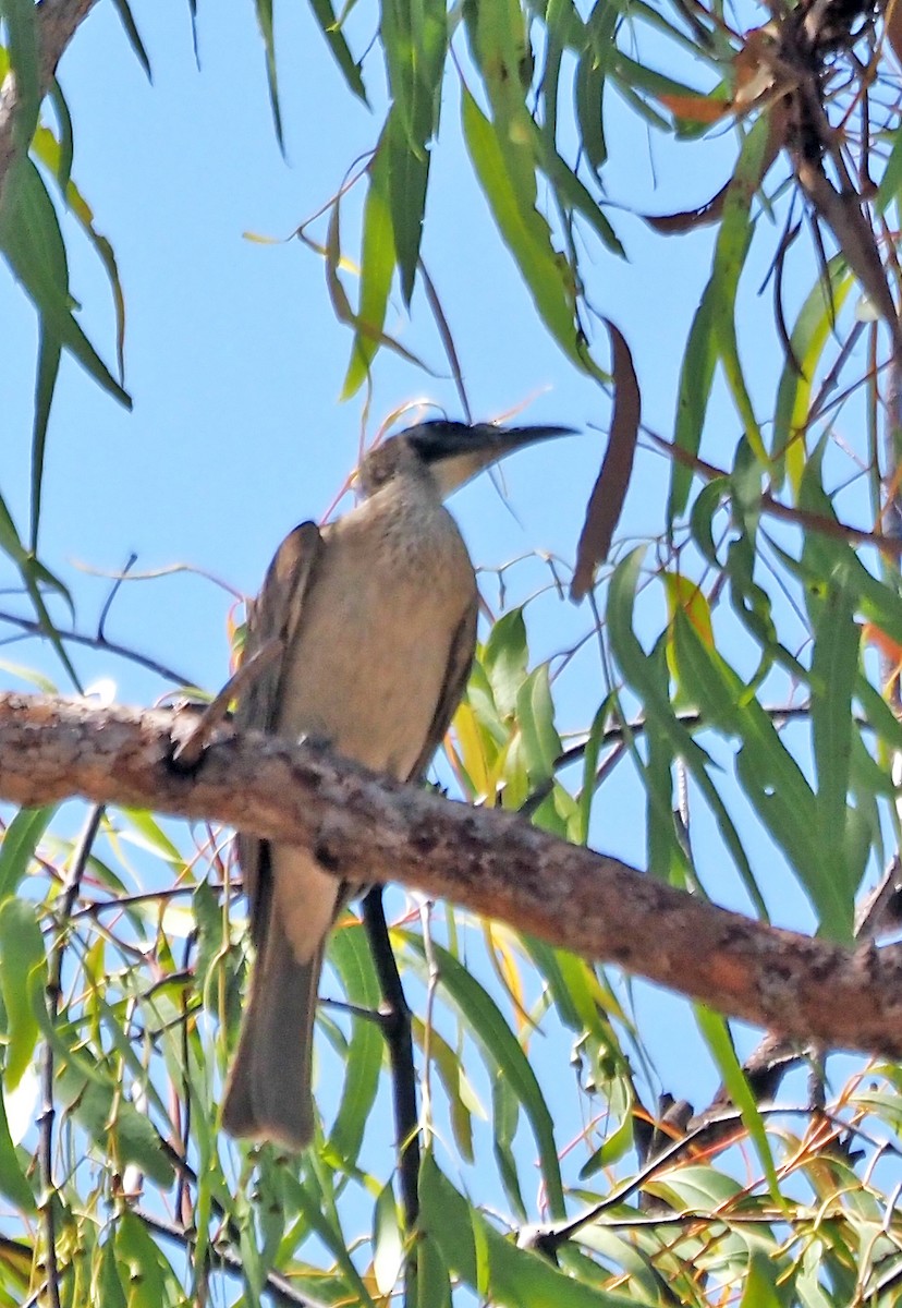 Silver-crowned Friarbird - ML621008267