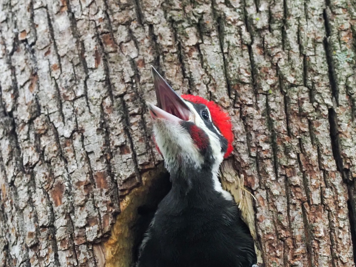 Pileated Woodpecker - ML621008275