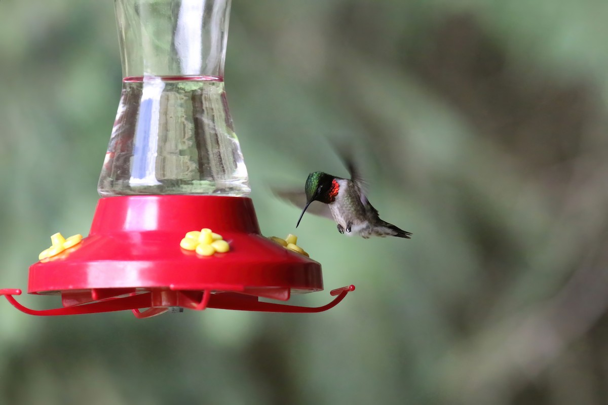 Ruby-throated Hummingbird - ML621008288