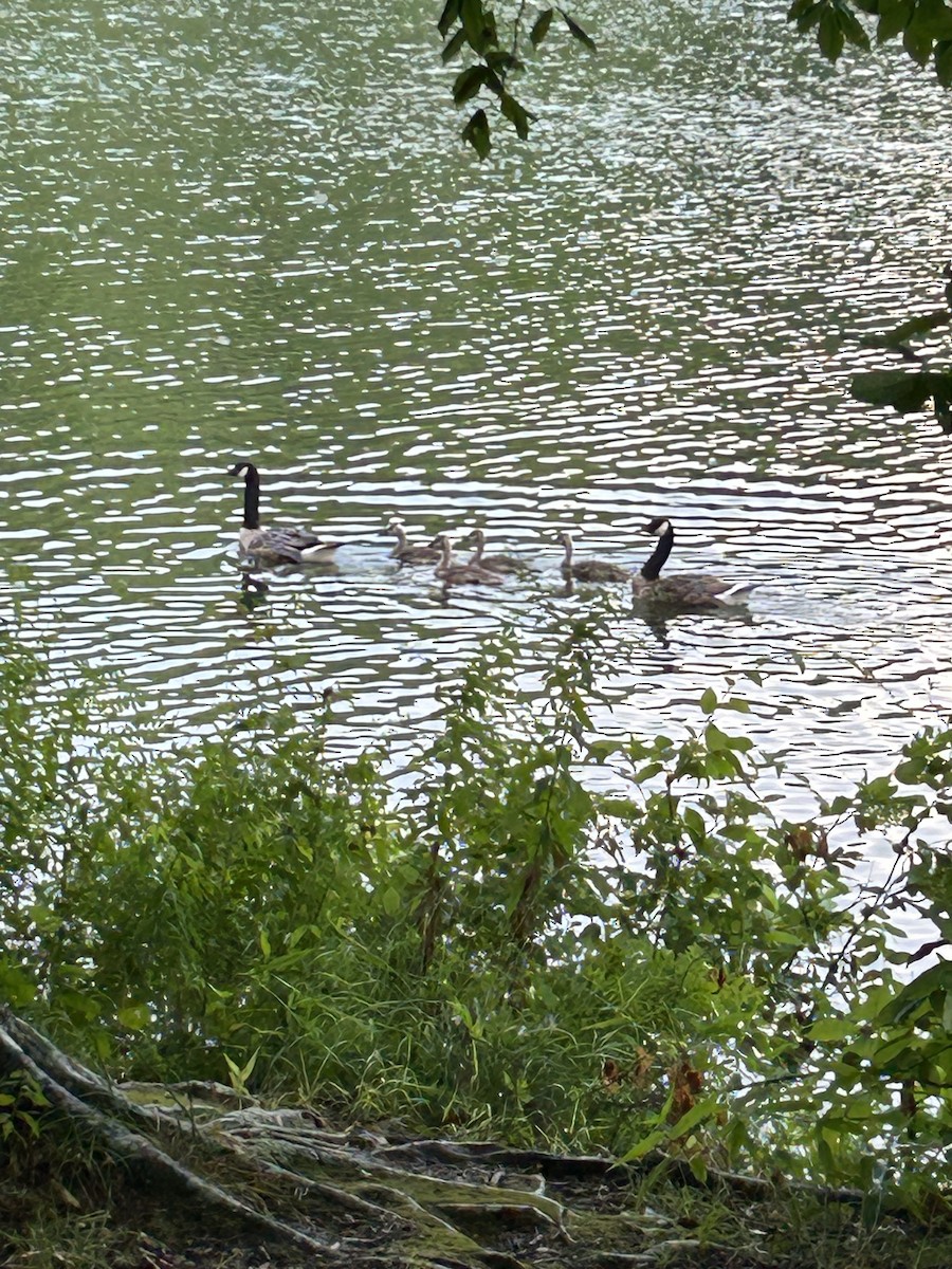 Canada Goose - Josh Scheidegger