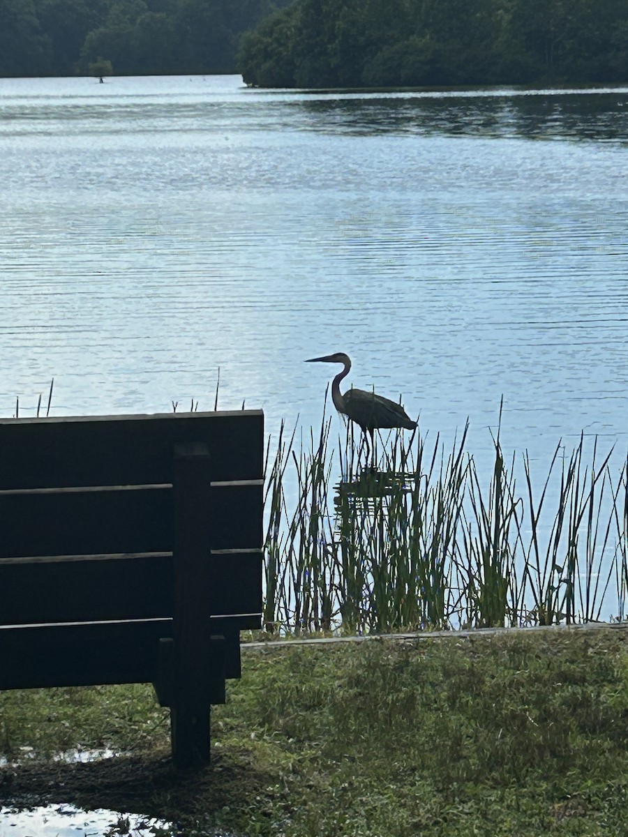 Great Blue Heron - ML621008314