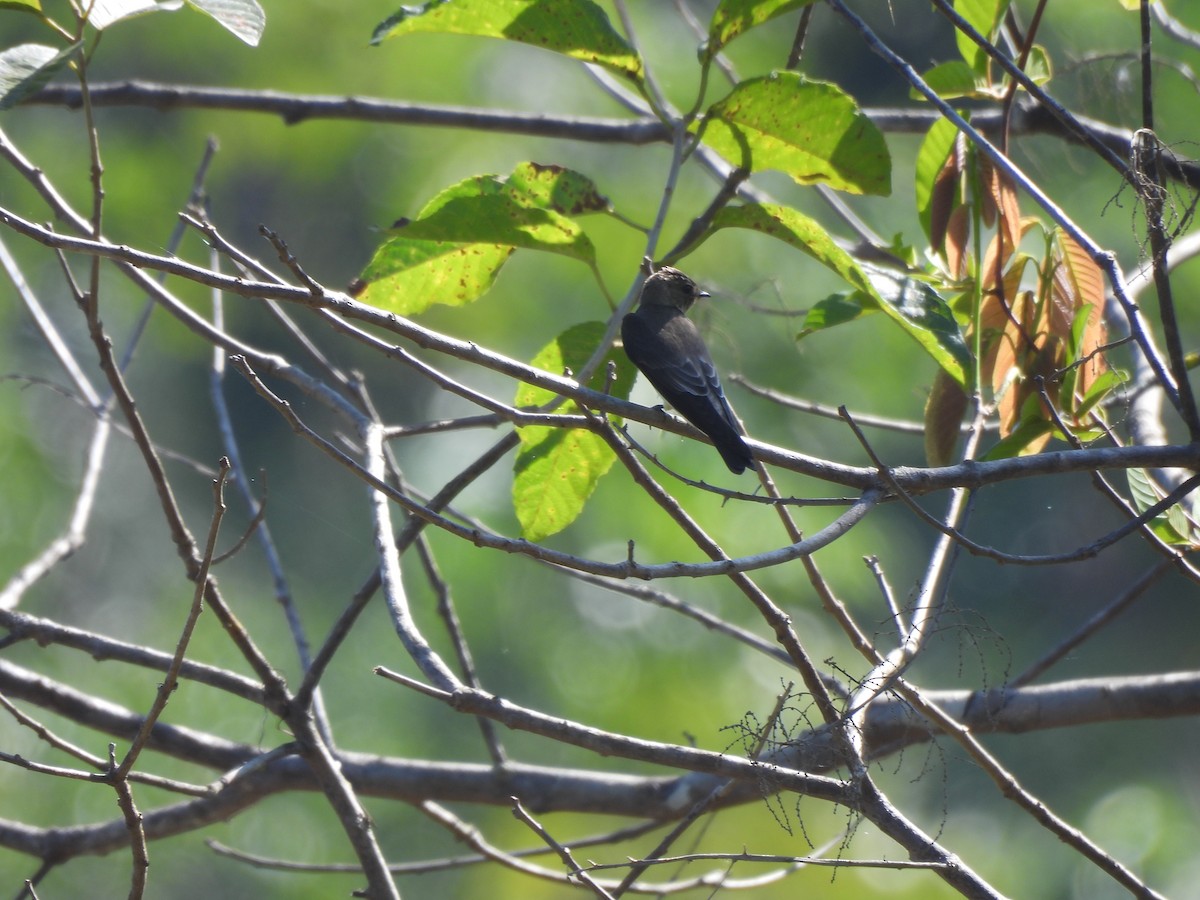 Southern Rough-winged Swallow - Iza Alencar