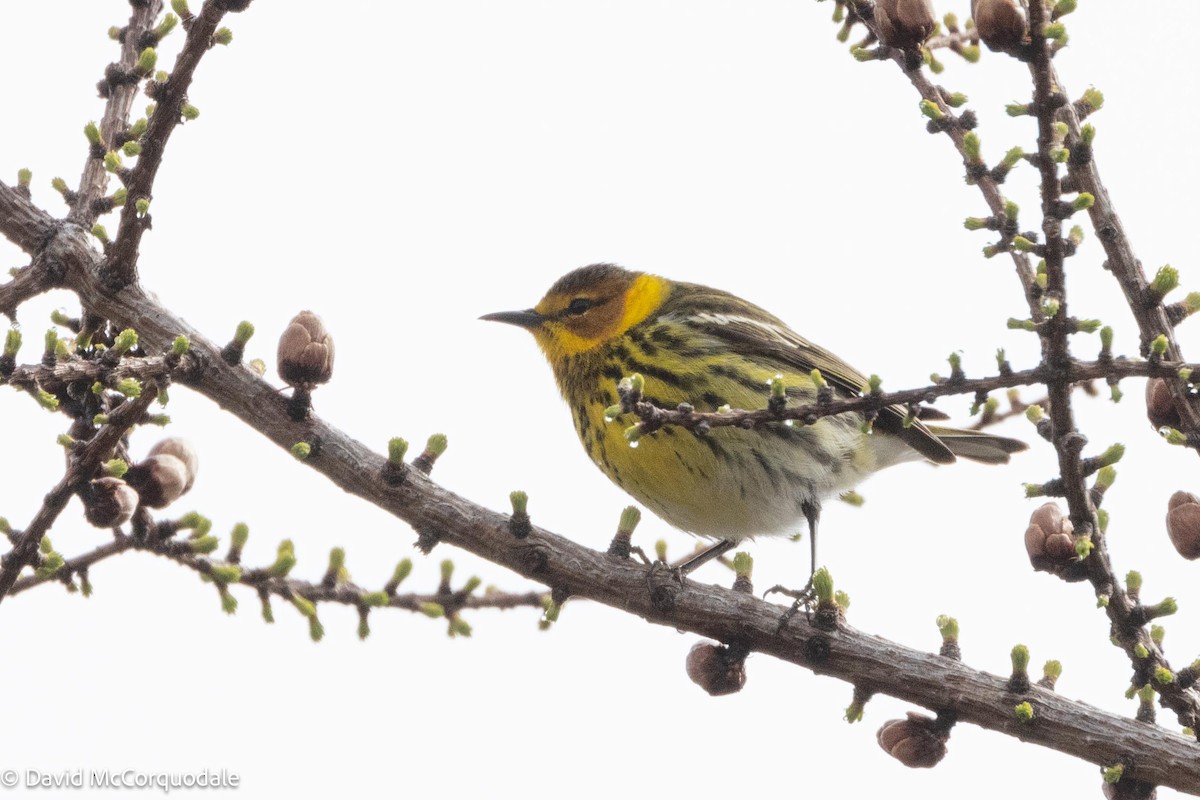 Cape May Warbler - David McCorquodale