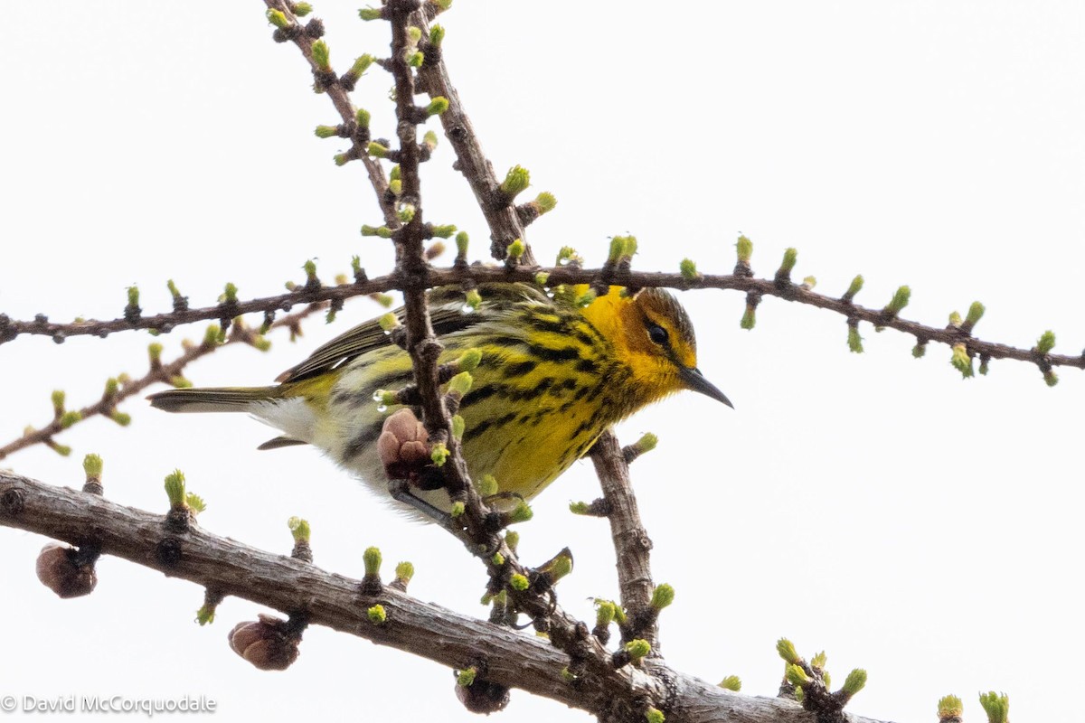 Cape May Warbler - ML621008361