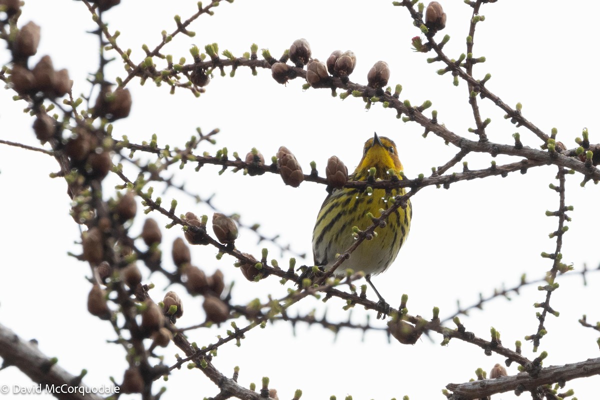 Cape May Warbler - ML621008363