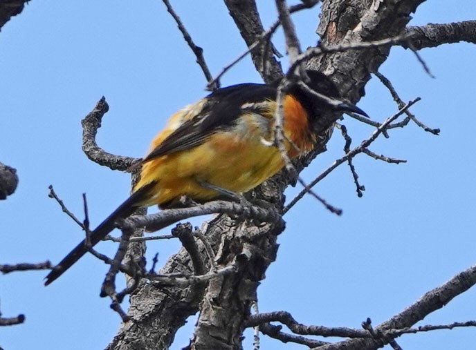 new world oriole sp. - Cathy Beck
