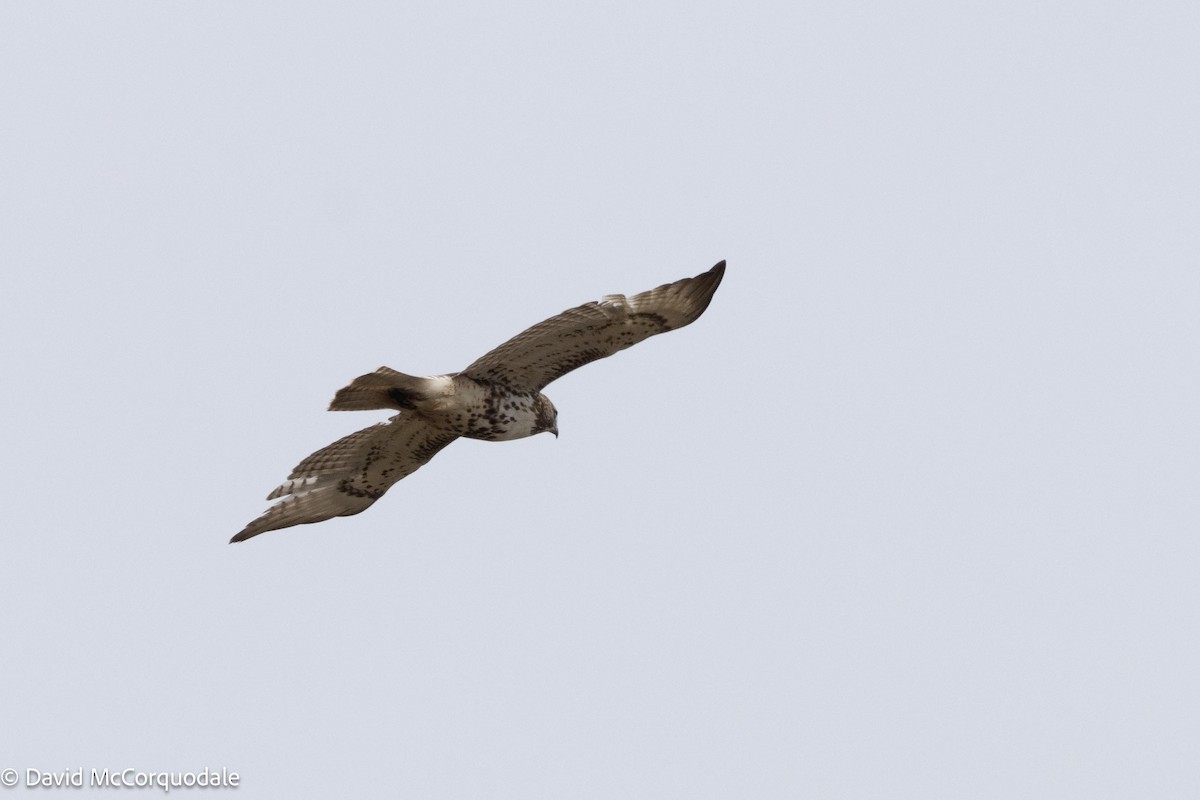 Red-tailed Hawk - ML621008435
