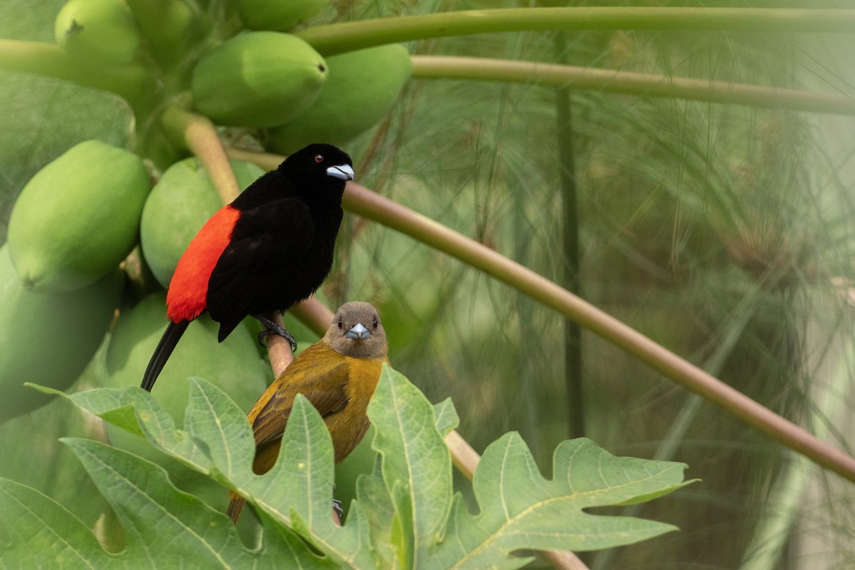 Scarlet-rumped Tanager - ML621008443