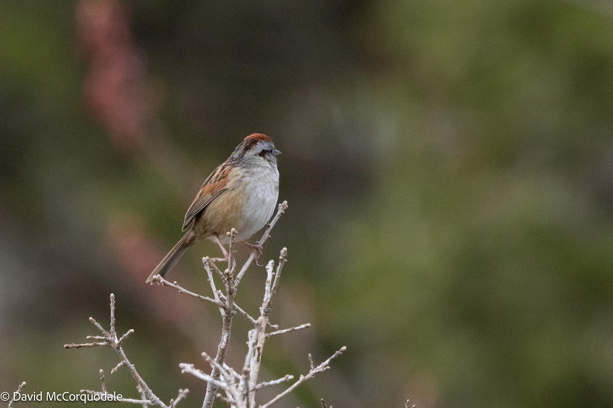 Swamp Sparrow - ML621008444