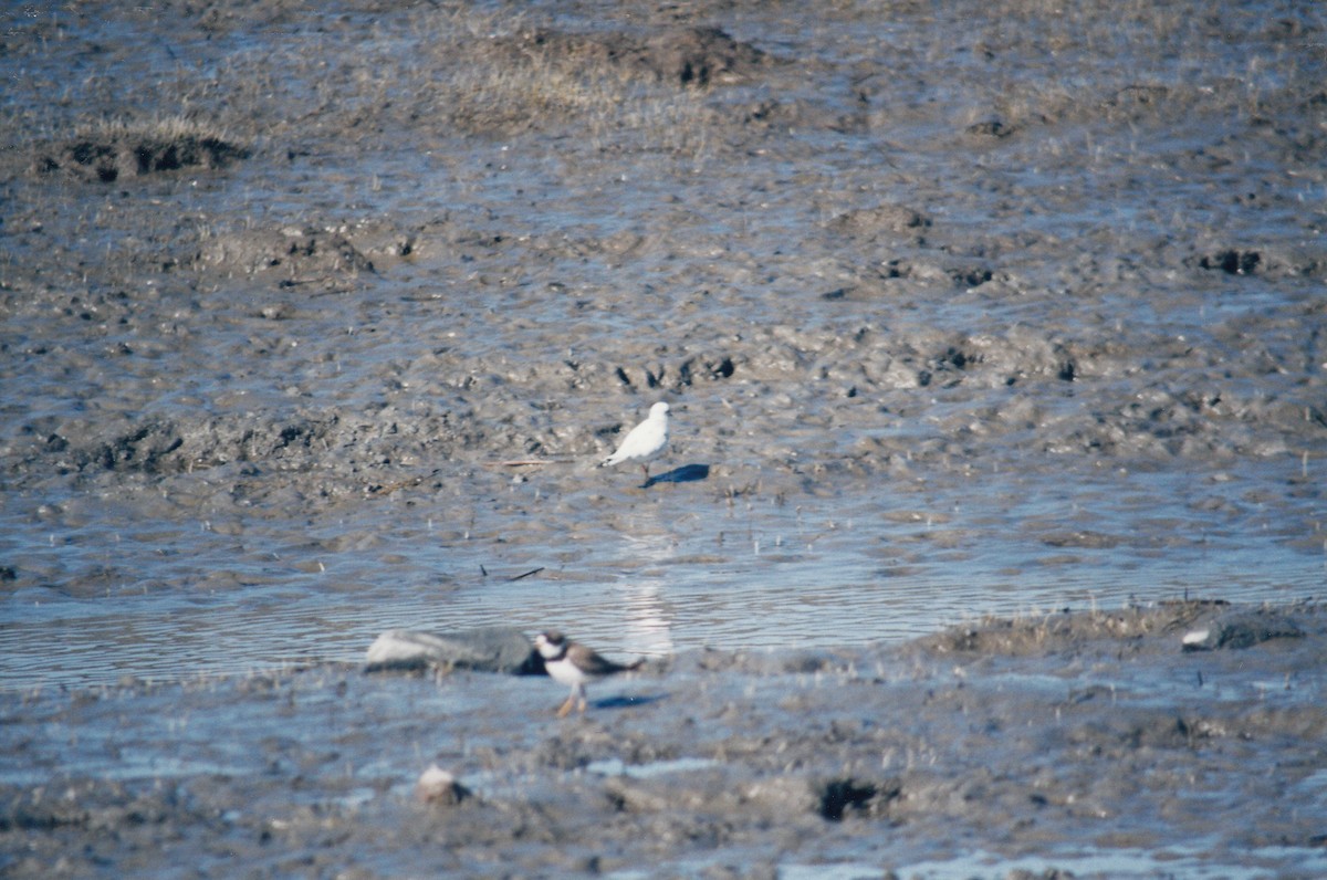 Semipalmated Plover - ML621008470