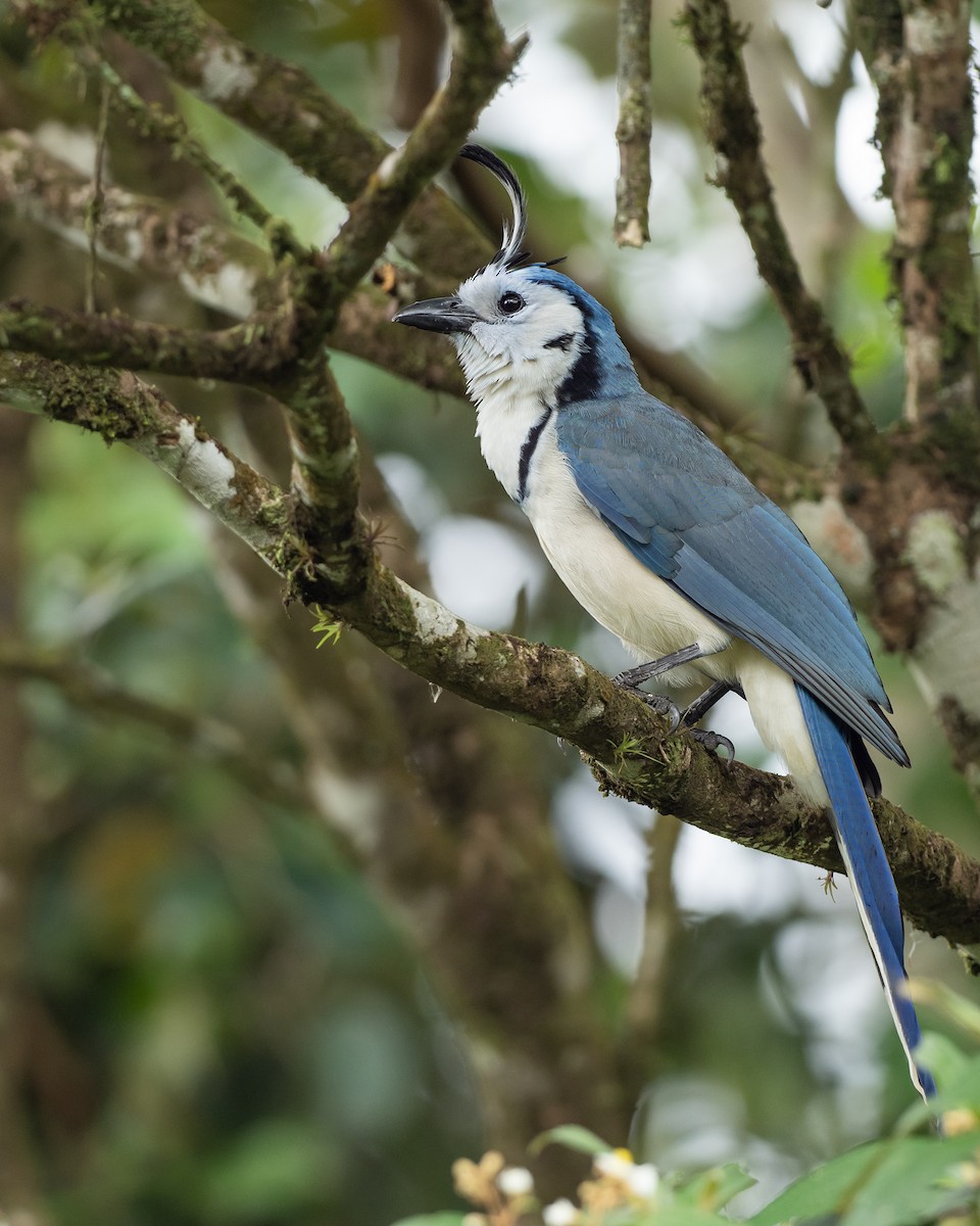 White-throated Magpie-Jay - ML621008526
