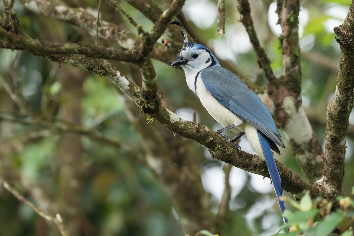 White-throated Magpie-Jay - ML621008527