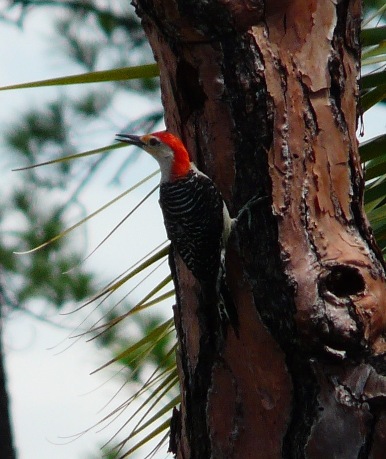 Red-bellied Woodpecker - ML621008544