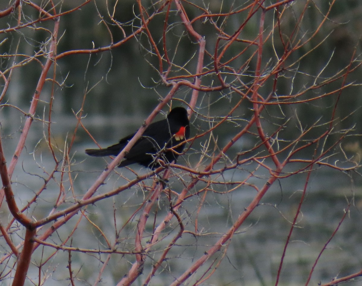 Red-winged Blackbird - ML621008553