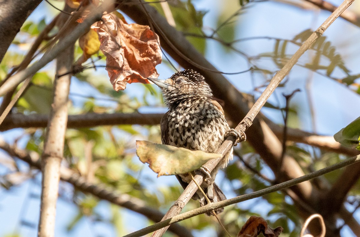 White-wedged Piculet - ML621008564