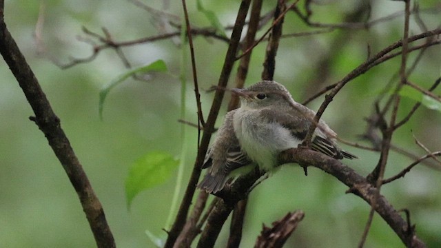 Acadian Flycatcher - ML621008620