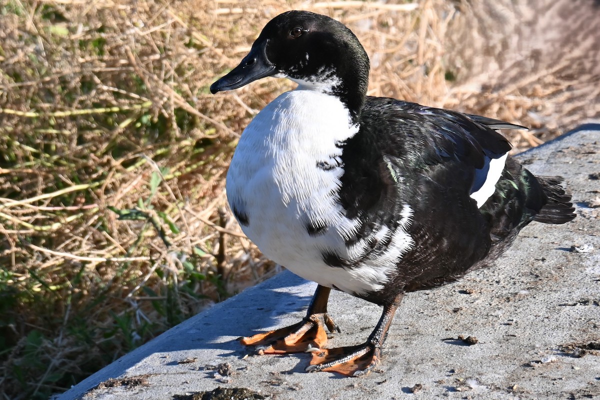 Muscovy Duck (Domestic type) - ML621008626