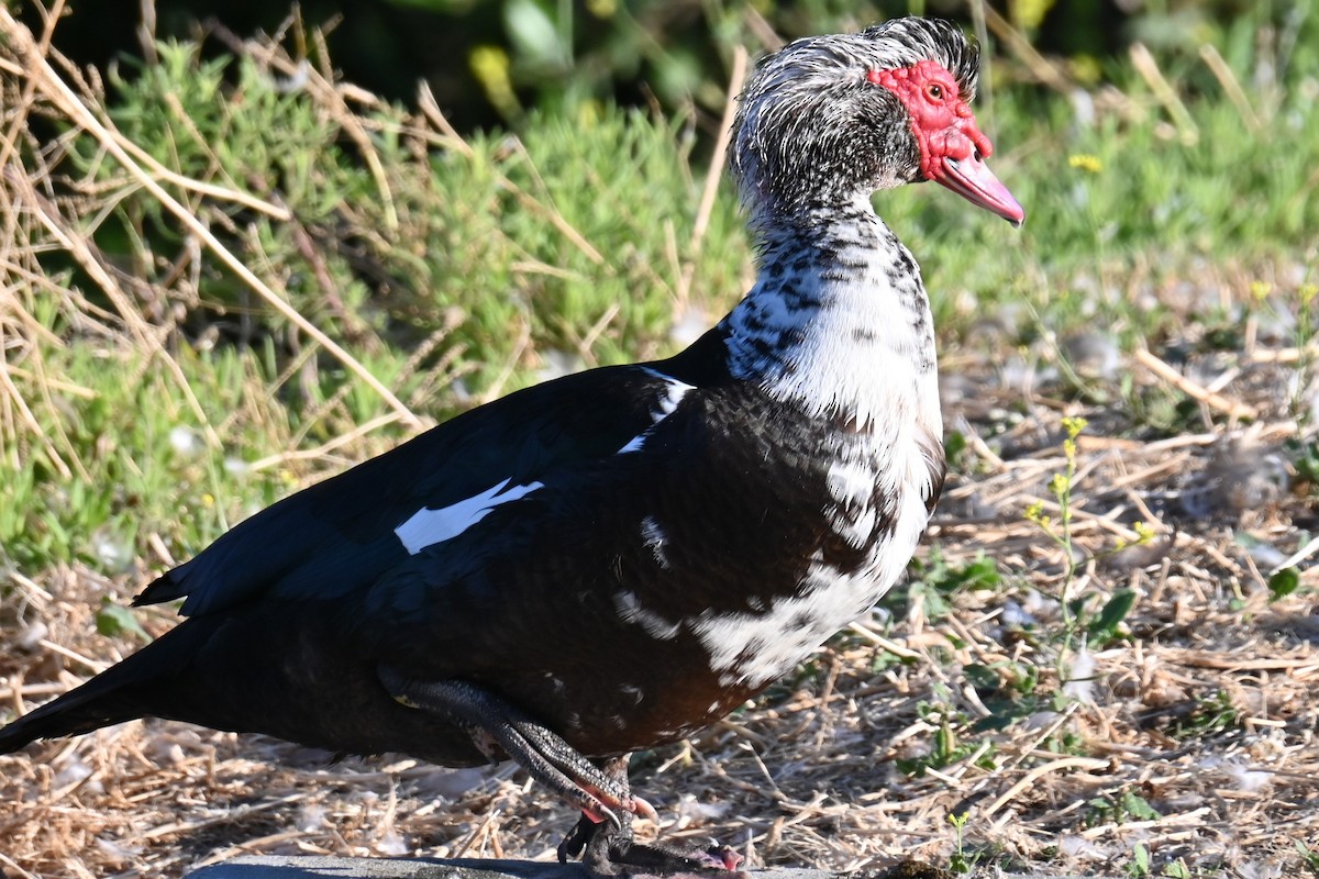Muscovy Duck (Domestic type) - ML621008628