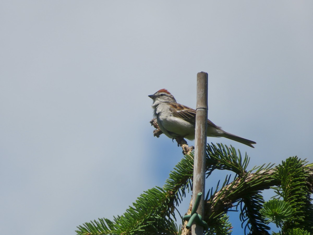 Chipping Sparrow - ML621008640