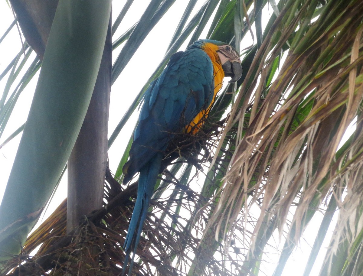 Blue-and-yellow Macaw - ML621008644