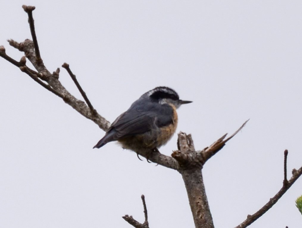 Red-breasted Nuthatch - ML621008654